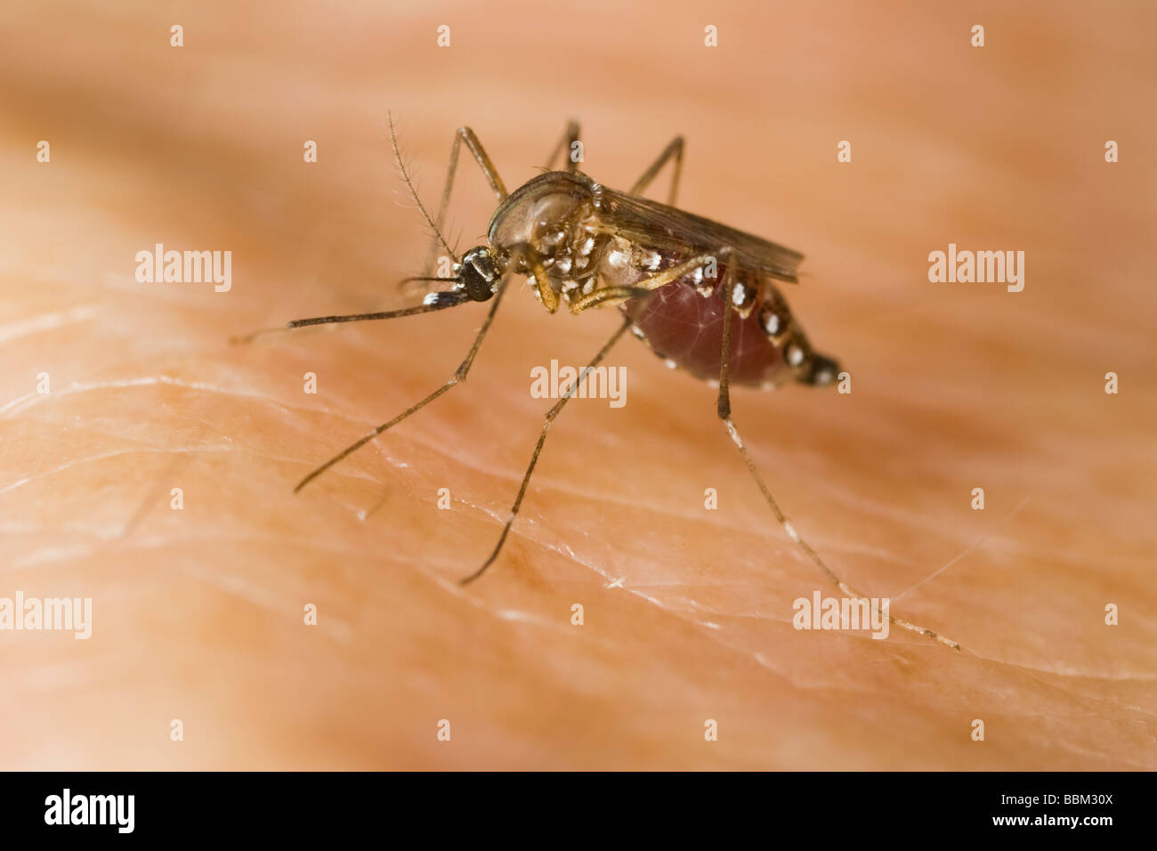 female Yellow Fever mosquito (Aedes aegypti) biting a human arm Stock Photo