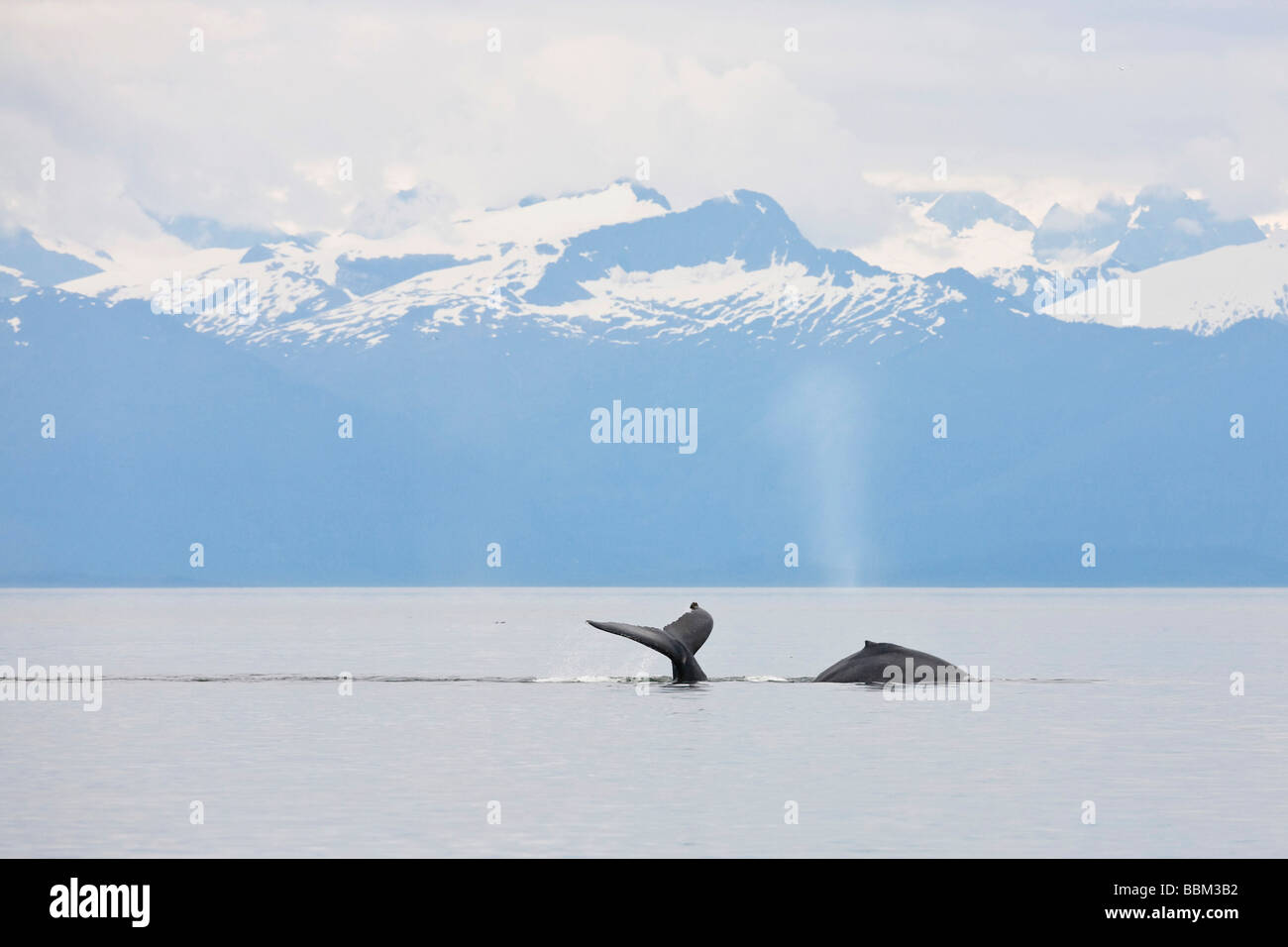 Humpback Whale fluke (Megaptera novaeangliae), Baleen Whales, Alaska's Inside Passage, Alaska, USA Stock Photo