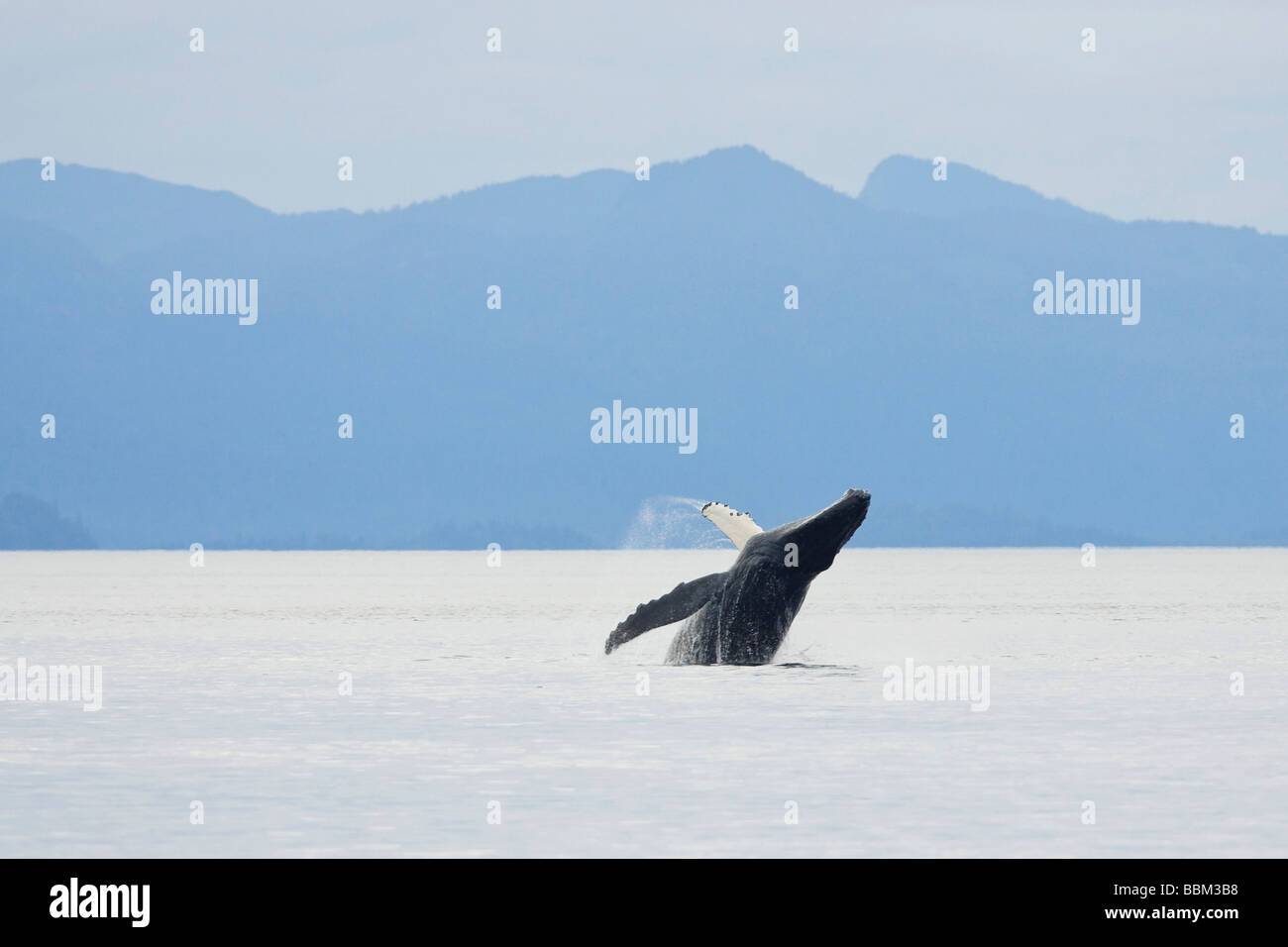 Humpback Whale breaching (Megaptera novaeangliae), Baleen Whales, Alaska's Inside Passage, Alaska, USA Stock Photo
