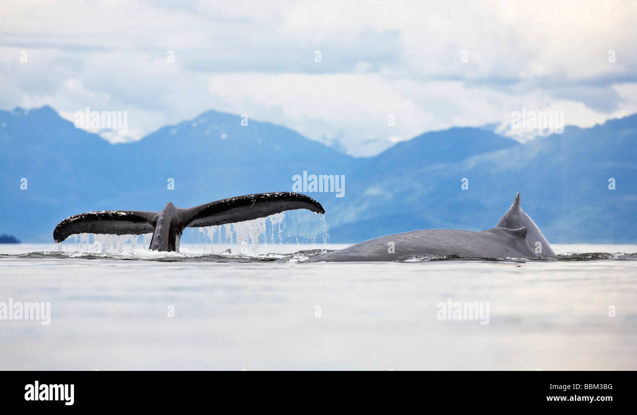 Humpback Whales, fluke and dorsal fin (Megaptera novaeangliae), Baleen Whales, Alaska's Inside Passage, Alaska, USA Stock Photo