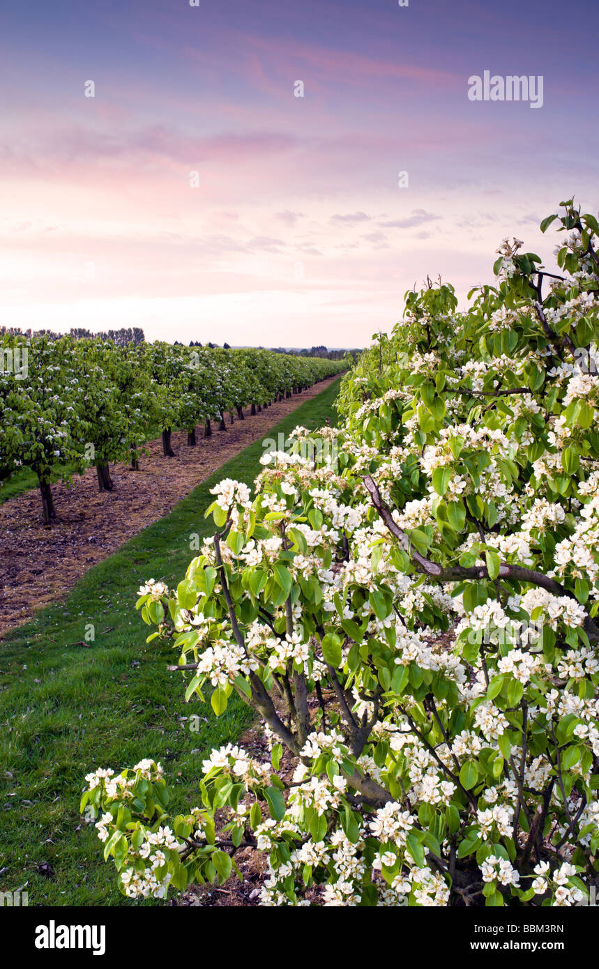 dawn in a blossom filled orchard, near to Ashford in Kent. Stock Photo