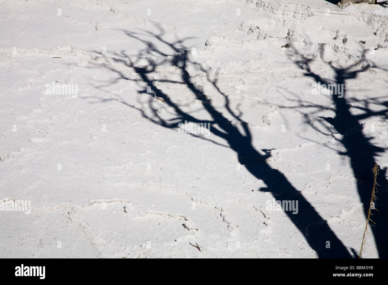 eerie looking tree shadow cast on white, Mammoth Hot Springs, Yellowstone National Park Stock Photo
