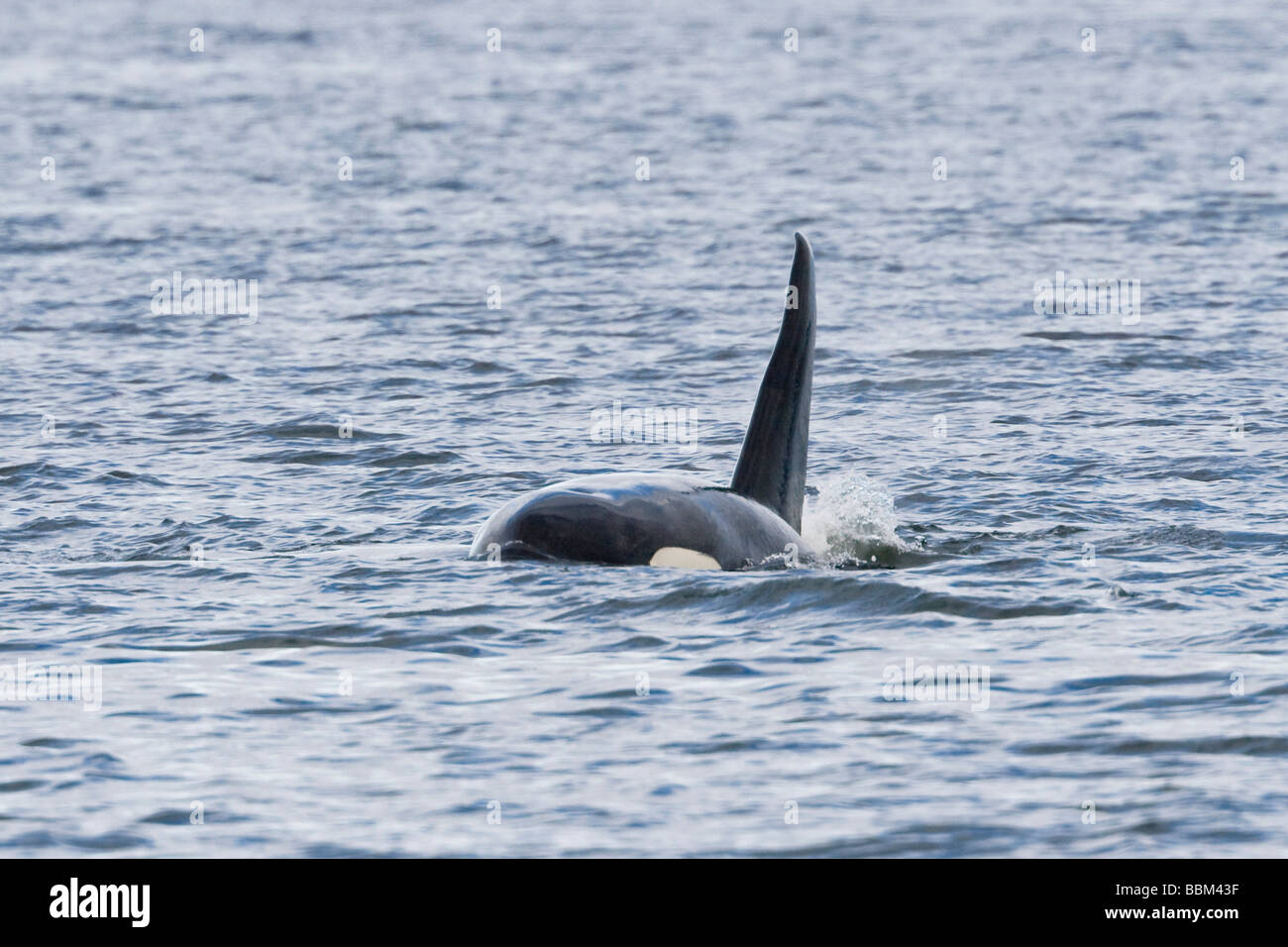 Orca, Killer Whale (Orcinus orca), male, dorsal fin, Alaska, USA Stock Photo