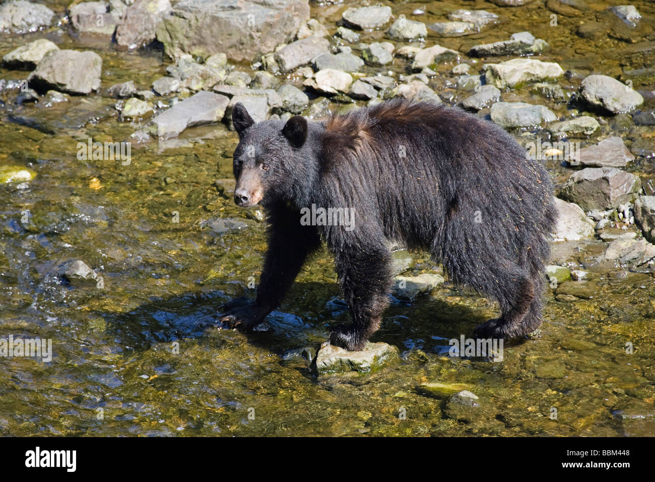 Black Bear (Ursus americanus) catching salmon, Alaska, USA Stock Photo