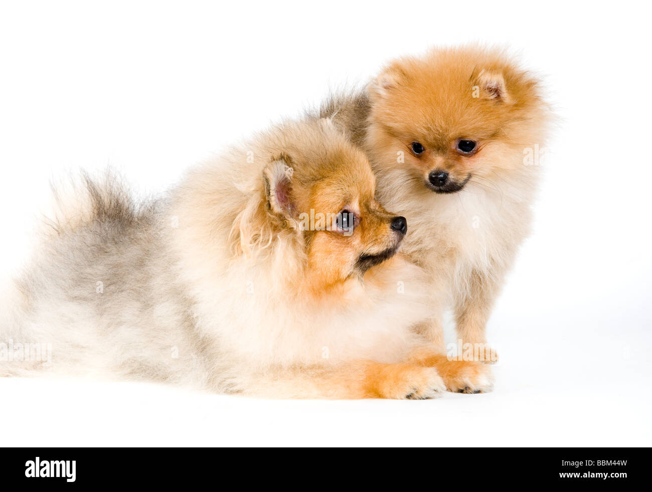 Pomeranian dwarf spitz for sale 2025