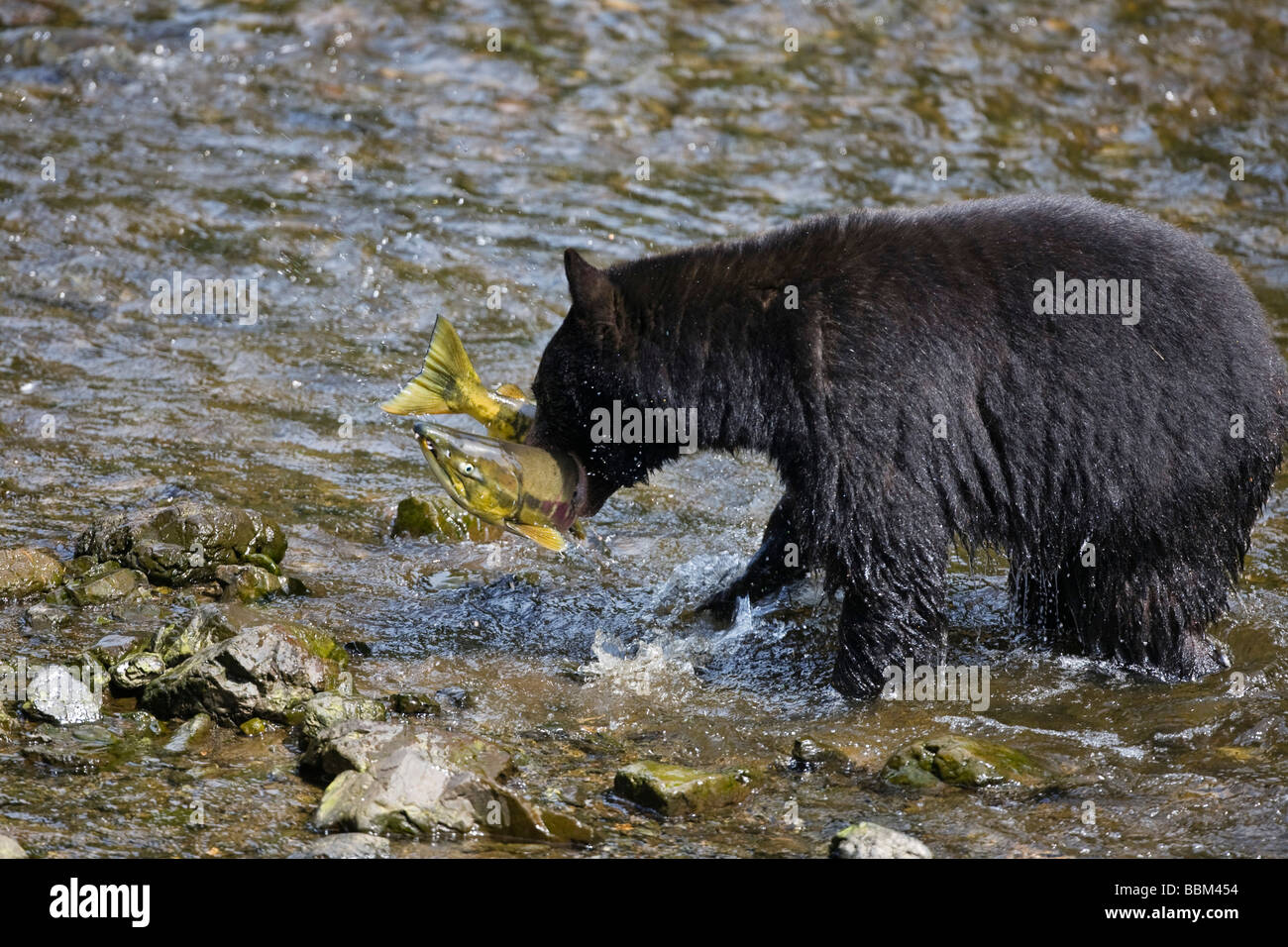 Black Bear (Ursus americanus) catching salmon, Alaska, USA Stock Photo