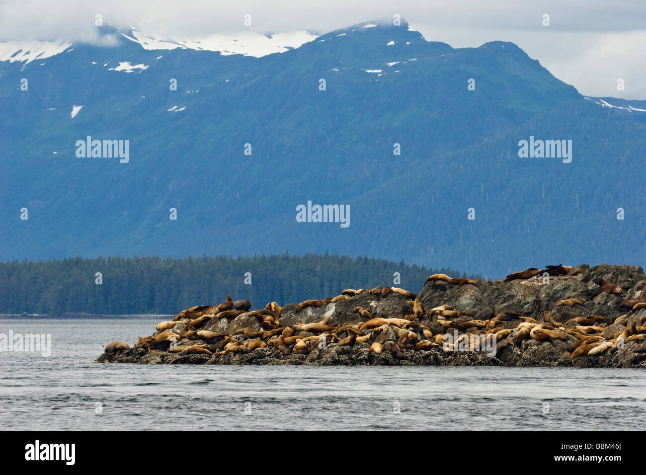 Steller Sealions (Eumetopias jubatus), Inside Passage, Alaska, USA Stock Photo