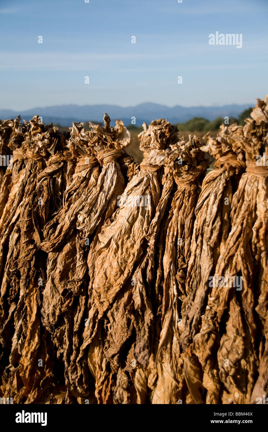 Tobacco leaves drying on a fence near Salta, Argentina Stock Photo