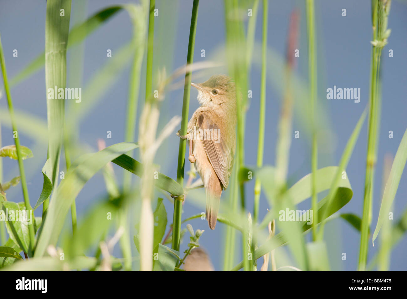 Eurasian Reed Warbler Acrocephalus scirpaceus perched at edge of reed bed Stock Photo