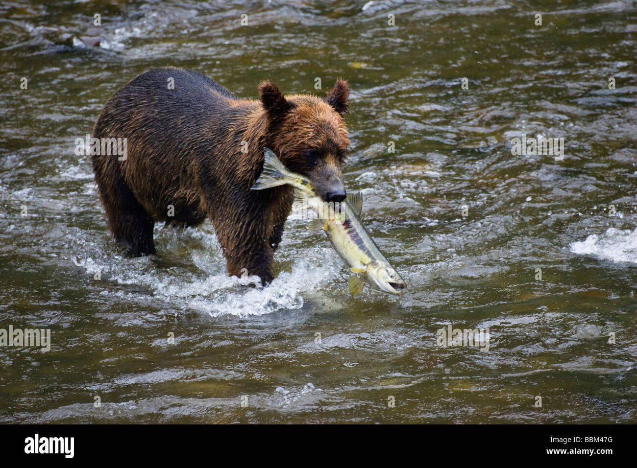 Brown Bear (Ursus arctos) with salmon, Pack Creek, Tongass National Park, Admiralty Island, Inside Passage, Island, Alaska, USA Stock Photo