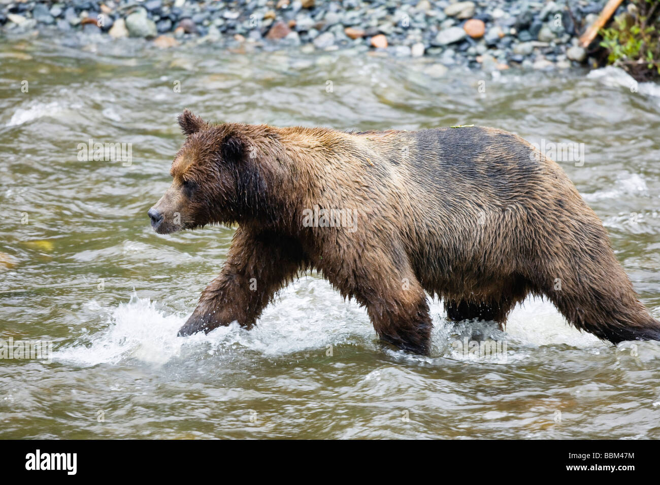 Brown Bear (Ursus arctos) catching salmon, Admiralty Island, Inside Passage, Alaska, USA, North America Stock Photo