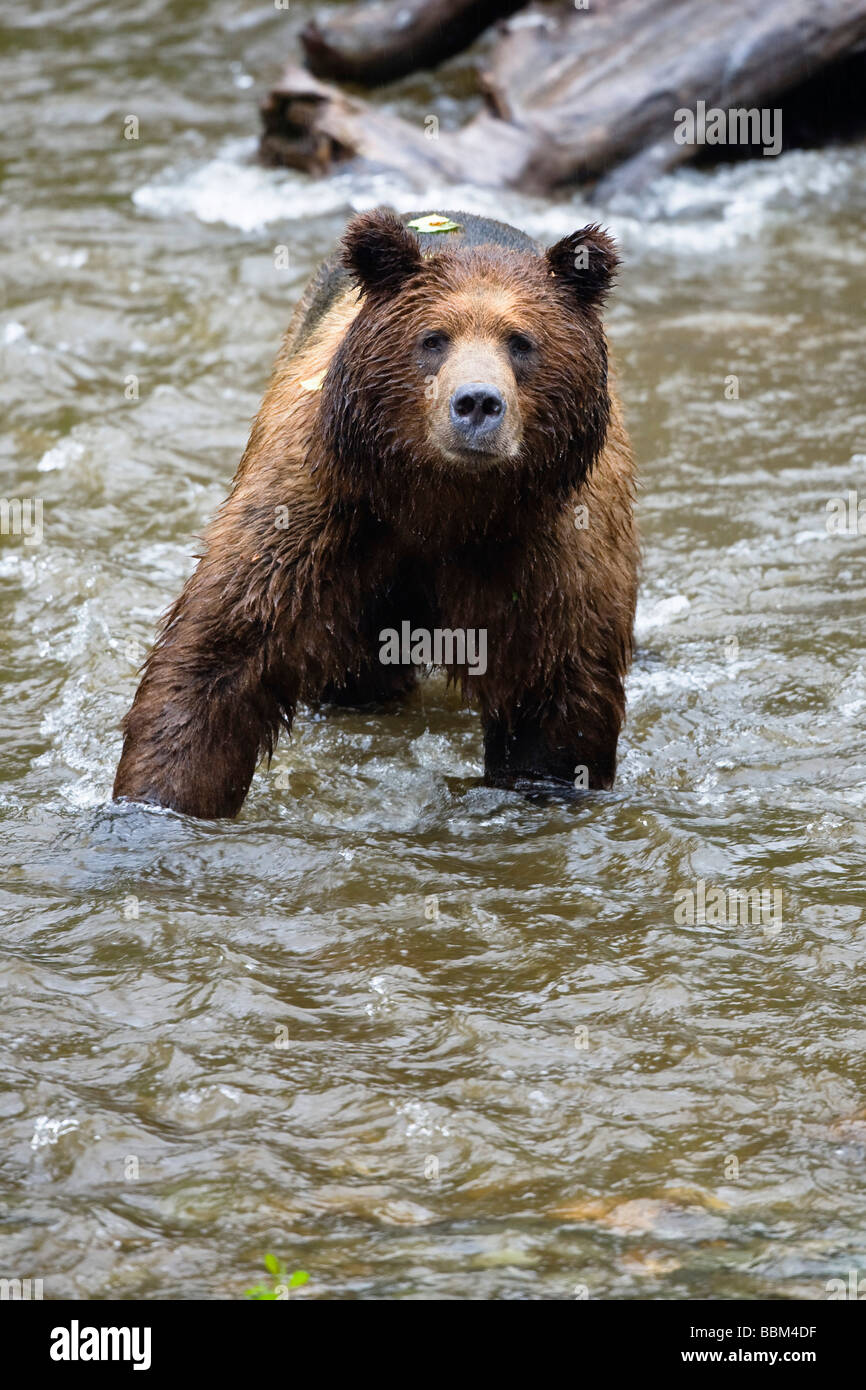 Brown Bear (Ursus arctos), Admiralty Island, Inside Passage, Alaska, USA, North America Stock Photo