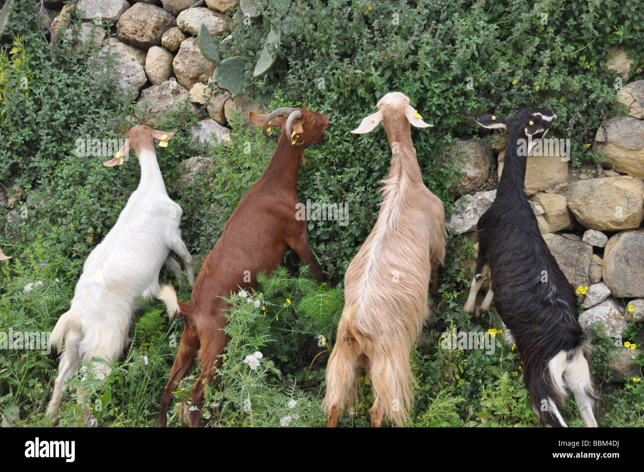 Goats grazing alongside the road to Gozo's Ramla Bay Stock Photo