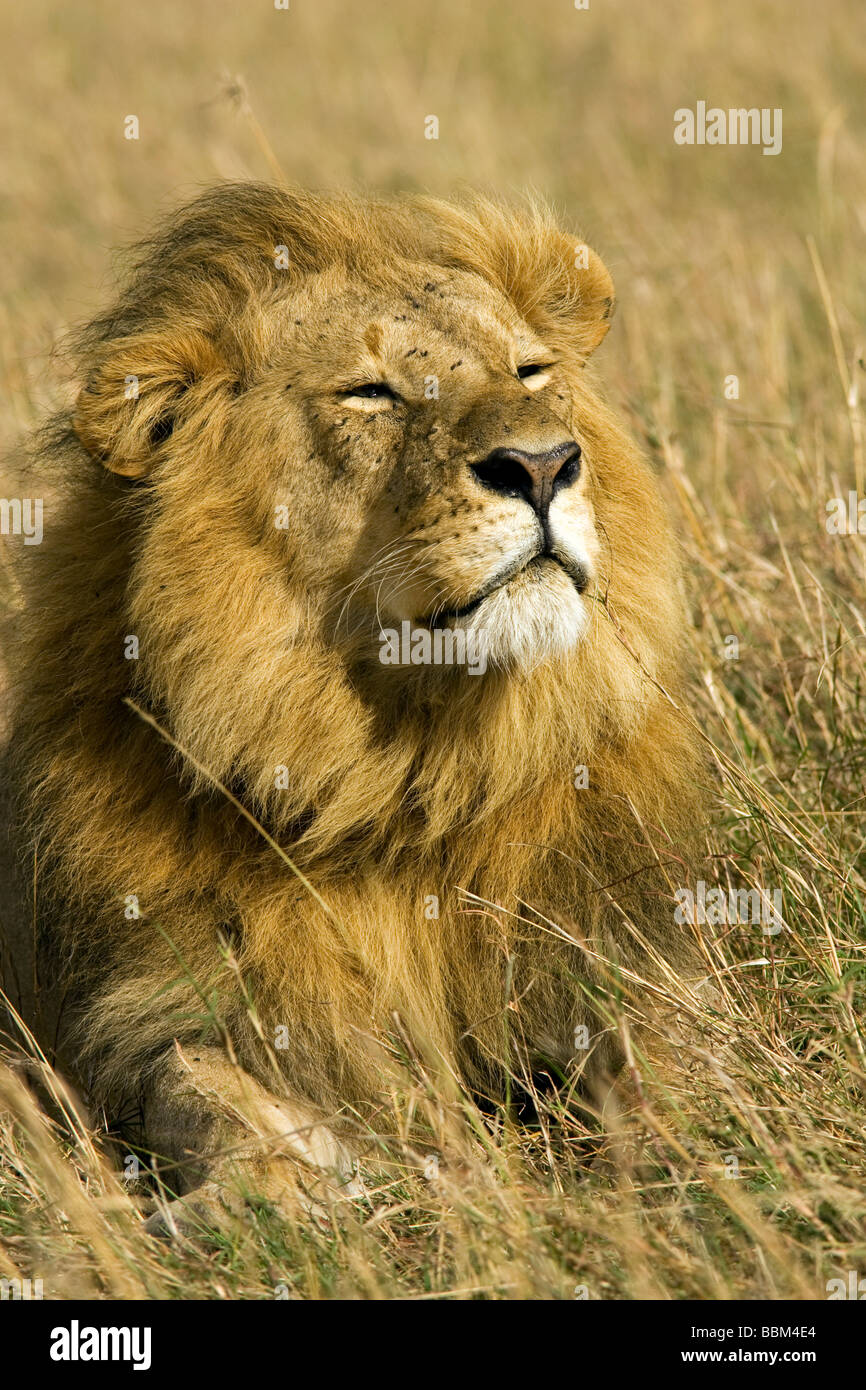 Male lion portrait - Masai Mara National Reserve, Kenya Stock Photo - Alamy