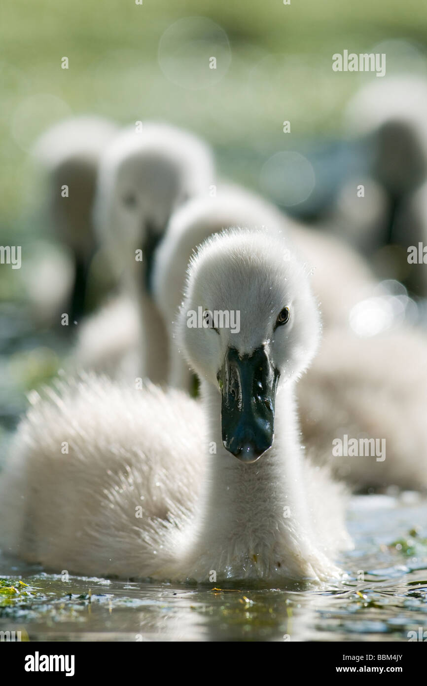 Group of cygnets swimming Stock Photo