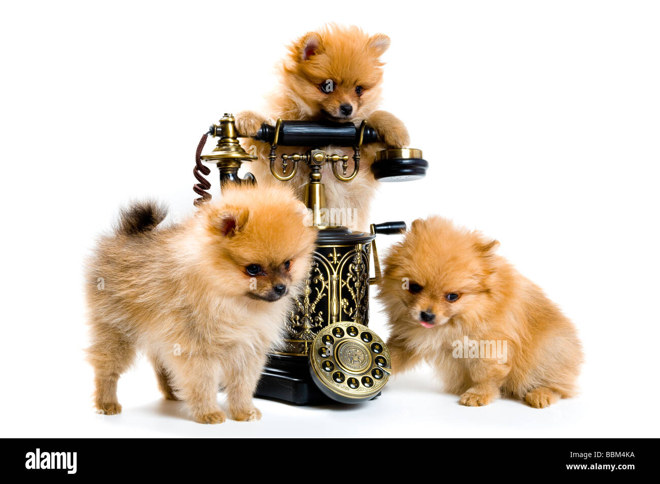 Puppies of a spitz-dog with phone Stock Photo