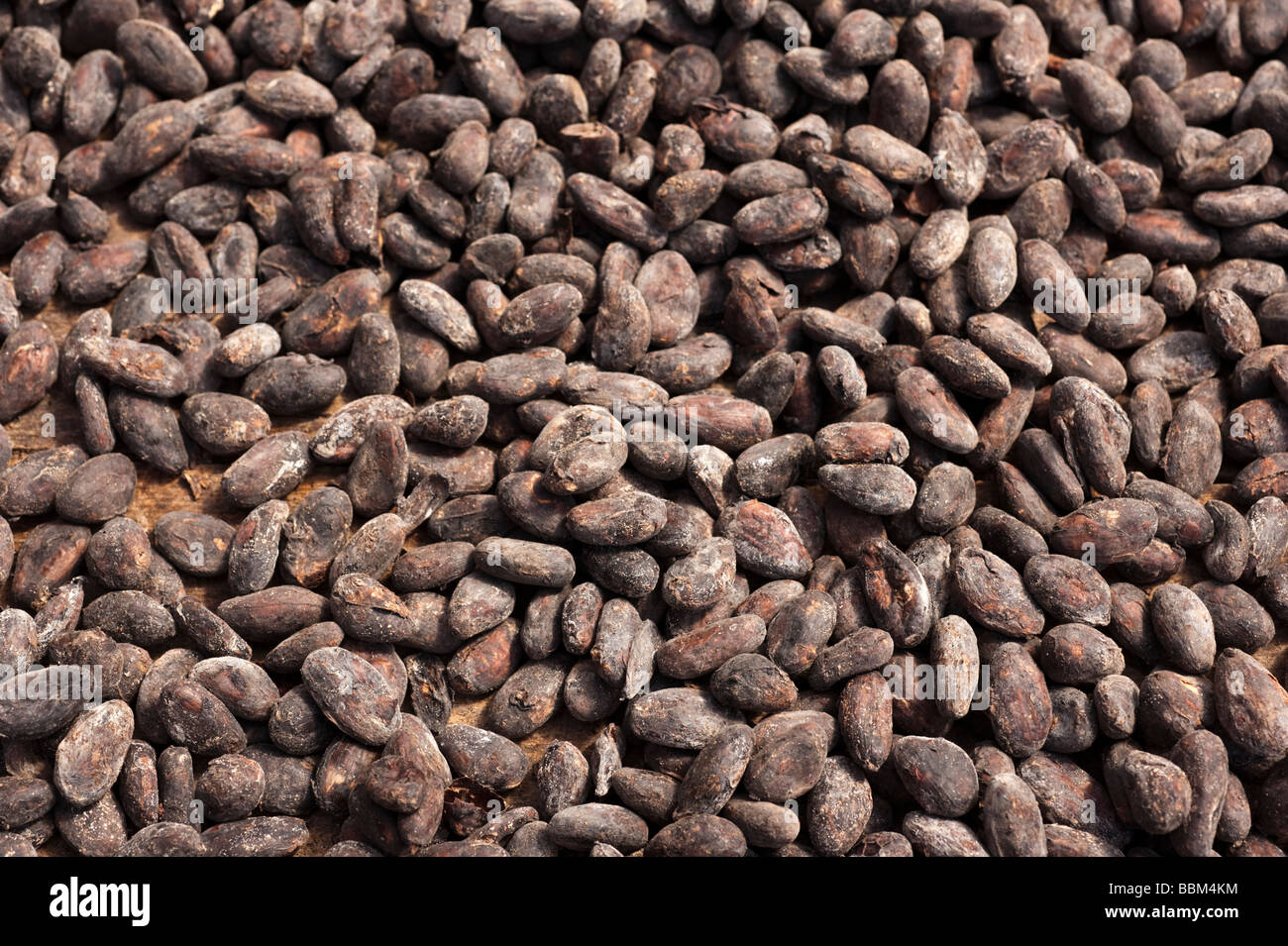 Raw cocoa beans drying in the sun in Grenada in the Caribbean Stock Photo