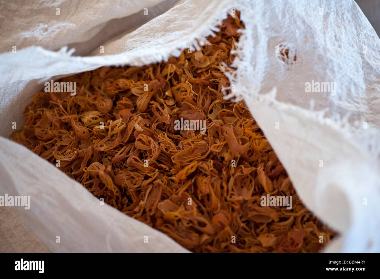 Close up of blades of dried mace, the aril (lacy covering) of nutmeg