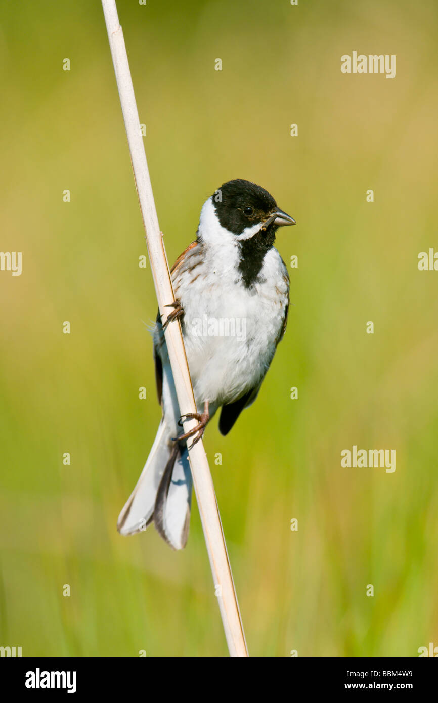 Male Reed Bunting perched on reed stem Stock Photo