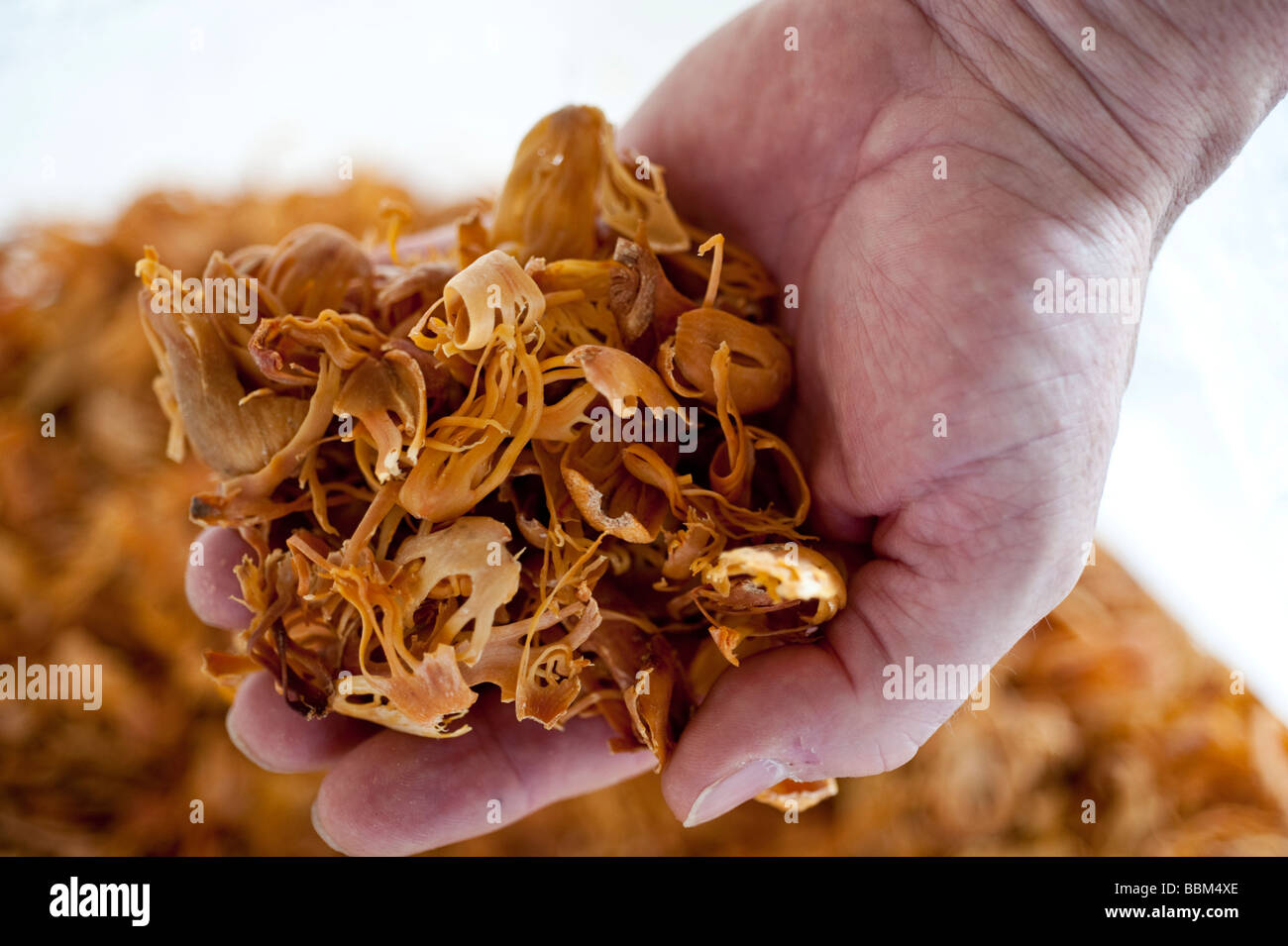 Close up of a handful of blades of dried mace, the aril (lacy covering) of nutmeg seed shell Stock Photo