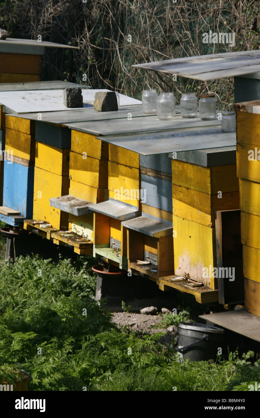 many bee hives in field in countryside Stock Photo Alamy