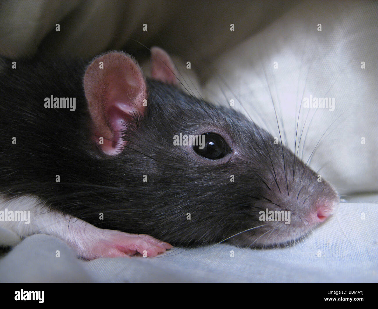 Close up of a pet rat Stock Photo