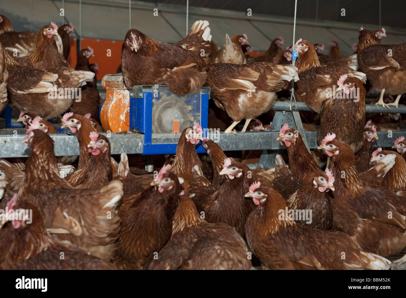 Free Range egg laying hens inside poultry housing complex Stock Photo