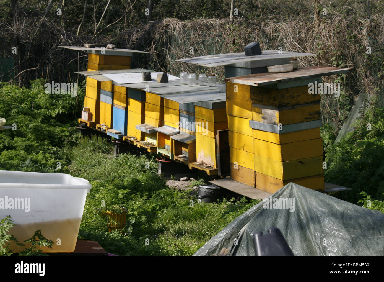 many bee hives in field in countryside Stock Photo Alamy