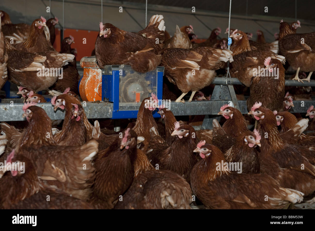 Free Range egg laying hens inside poultry housing complex Stock Photo