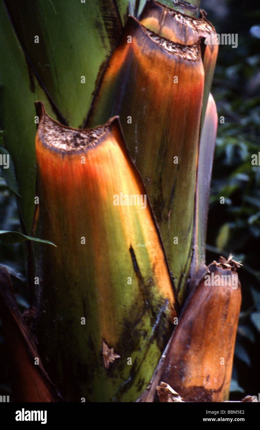 Part of a Banana Plant, Musaceae Stock Photo