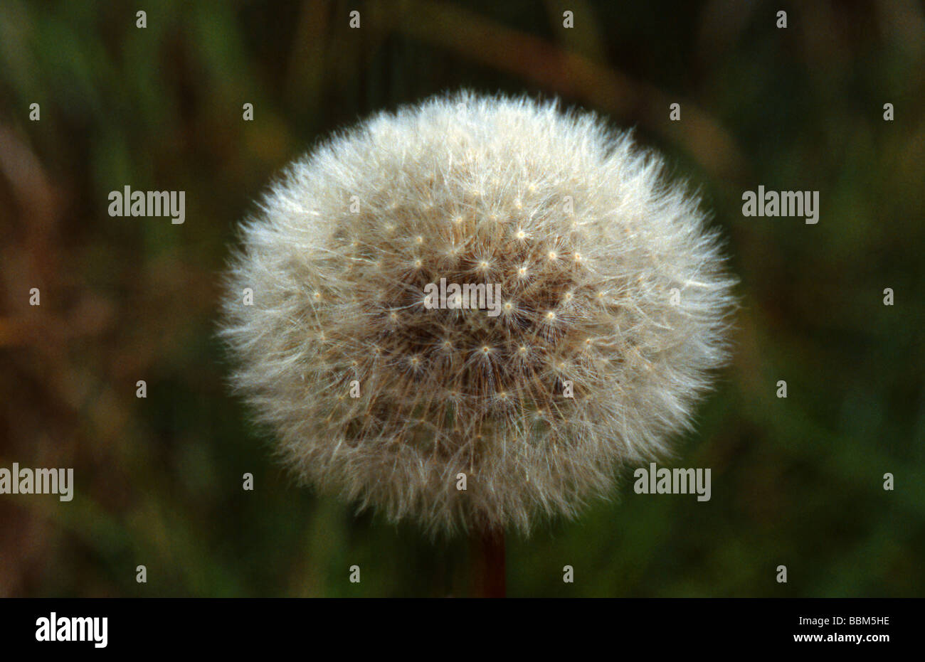 Dandelion Seed Head, Taraxacum officinale Sect Vulgaria Stock Photo