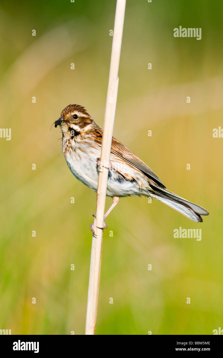 Female Reed Bunting perched on reed stem Stock Photo - Alamy