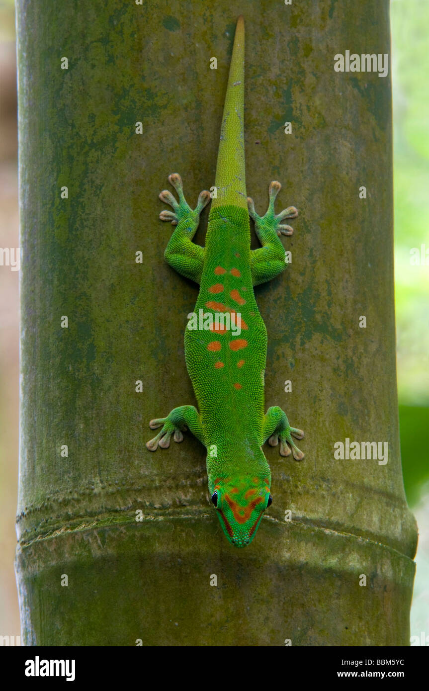 Madagascar giant day gecko (Phelsuma madagascariensis), Masoala