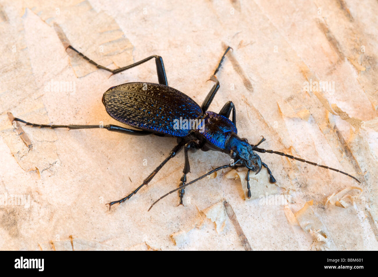 Ground beetle species (Carabus nemoralis), Schwaz, Tyrol, Austria, Europe Stock Photo