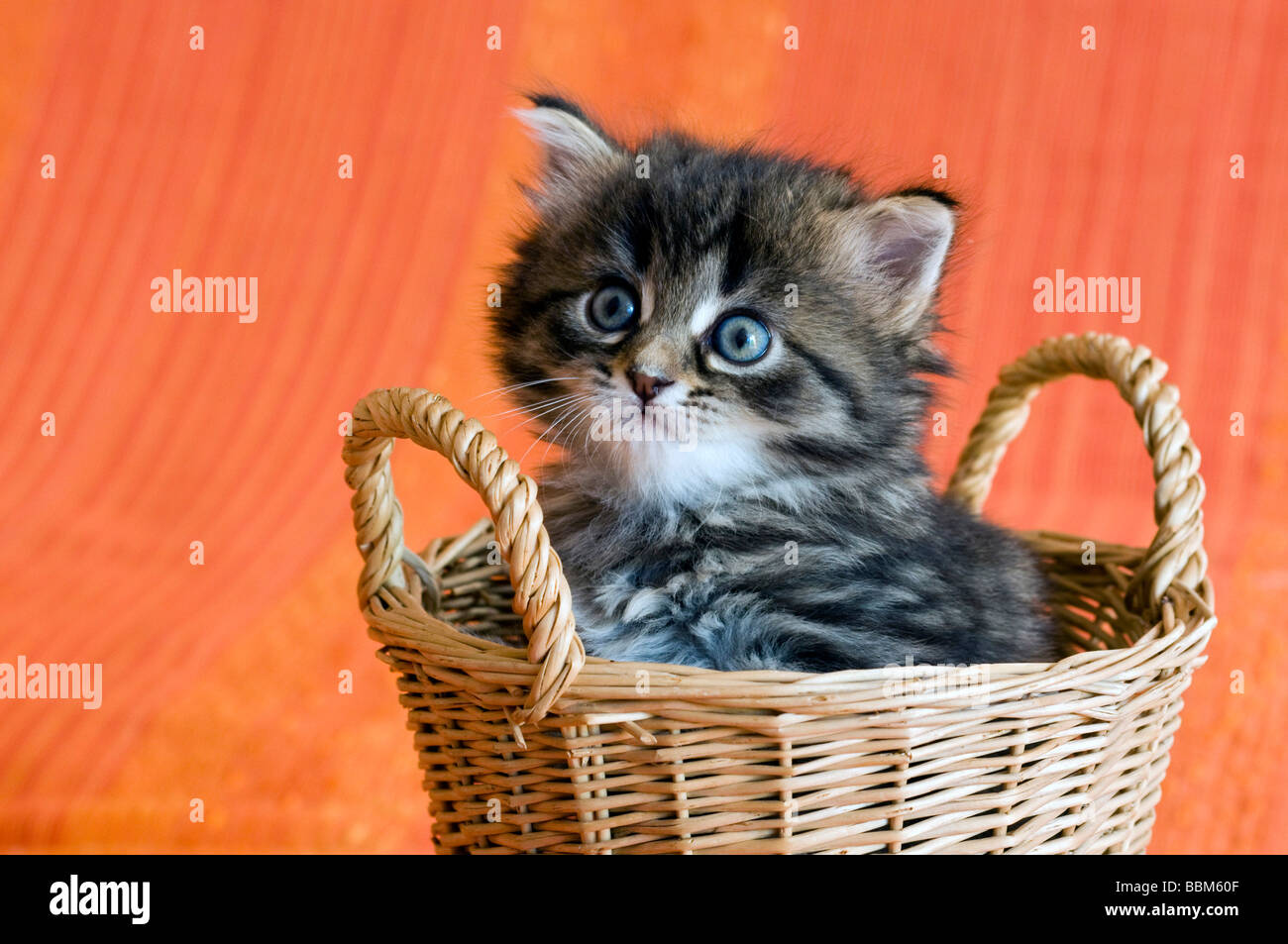 Domestic cat, kitten Stock Photo