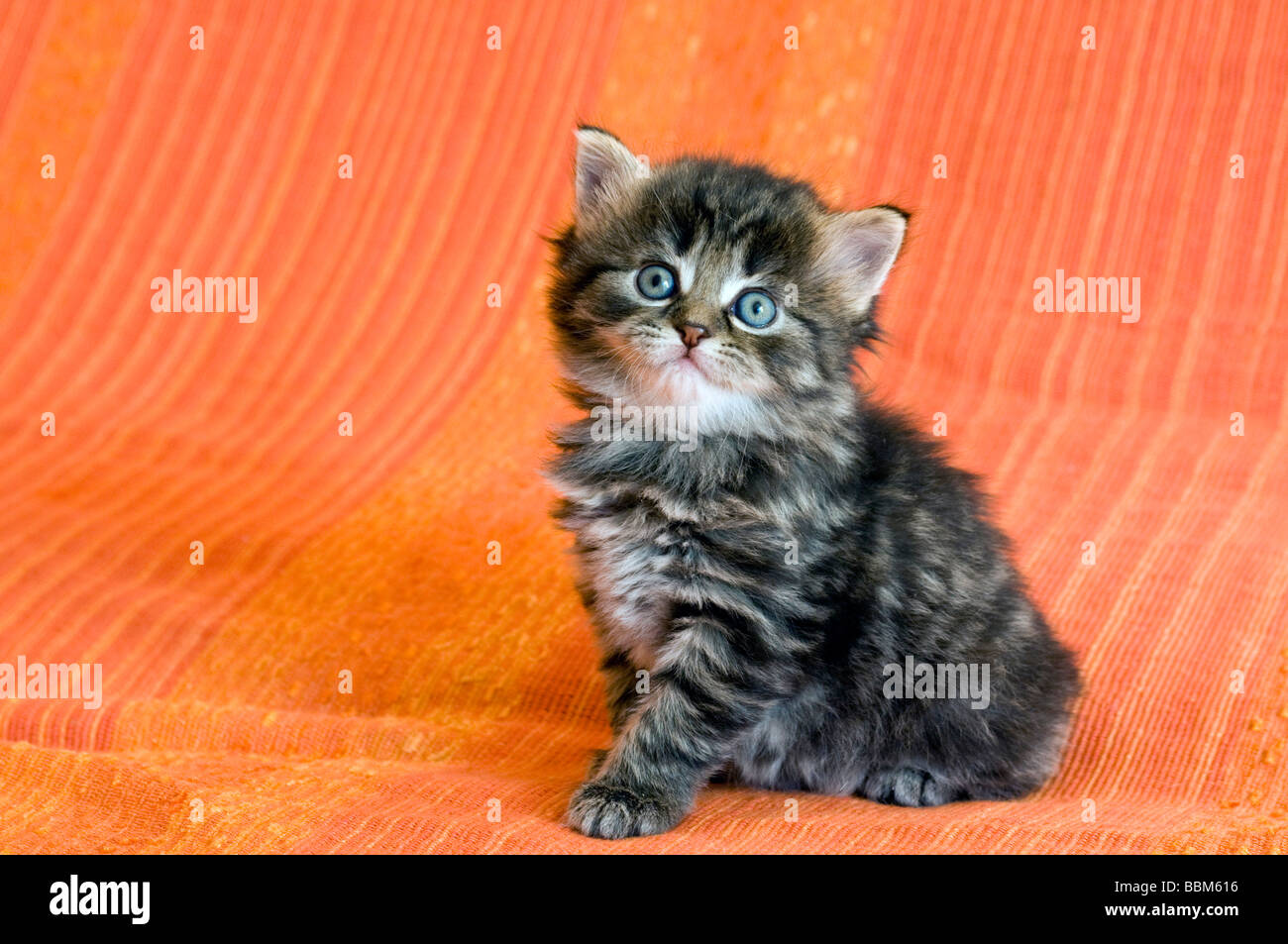 Domestic cat, kitten Stock Photo