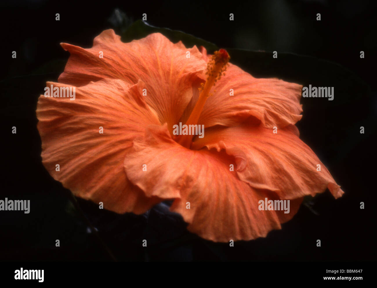 Orange Hibiscus Flower Stock Photo