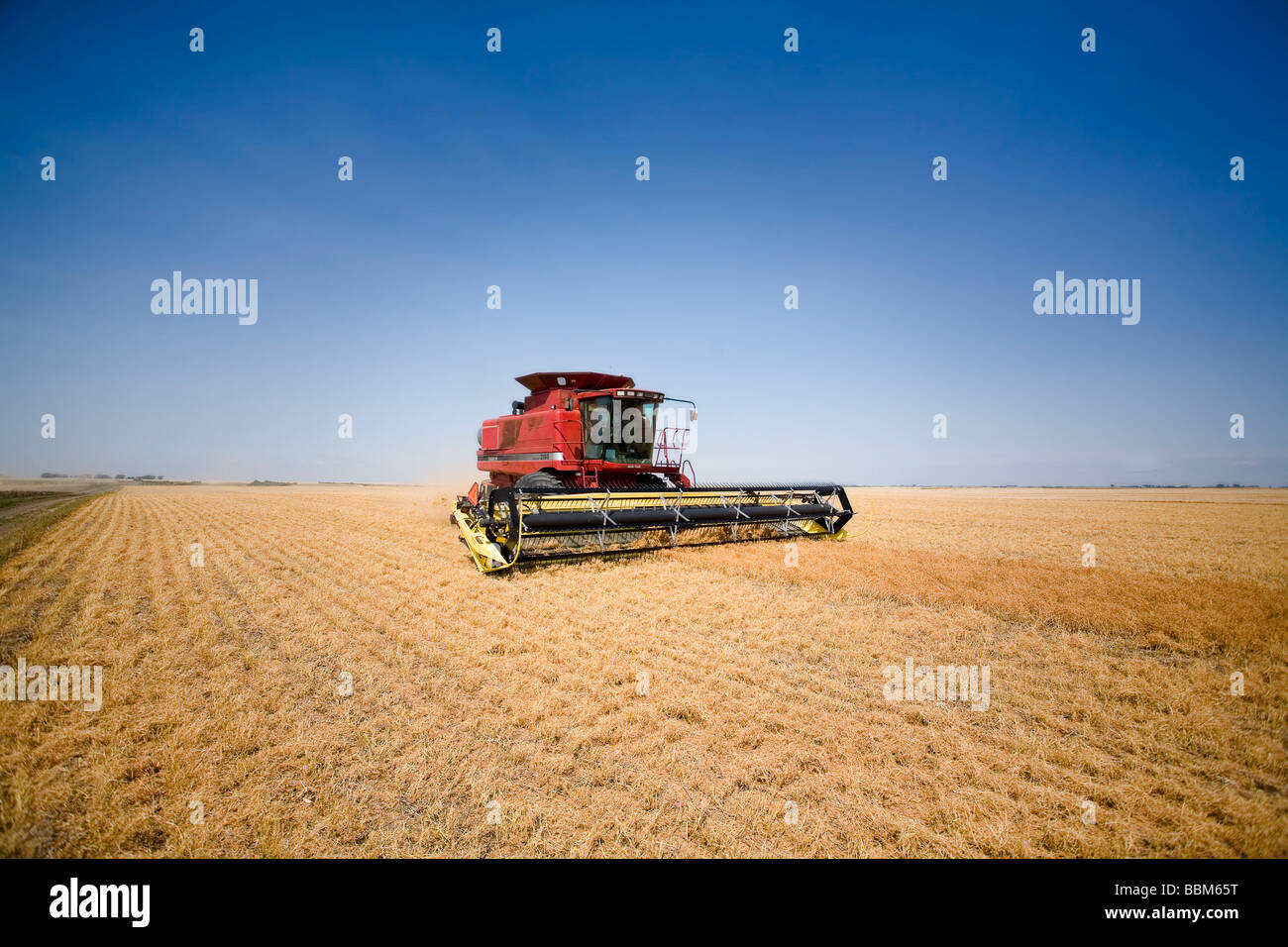 Combine in field of lentils, Regina, Saskatchewan, Canada Stock Photo
