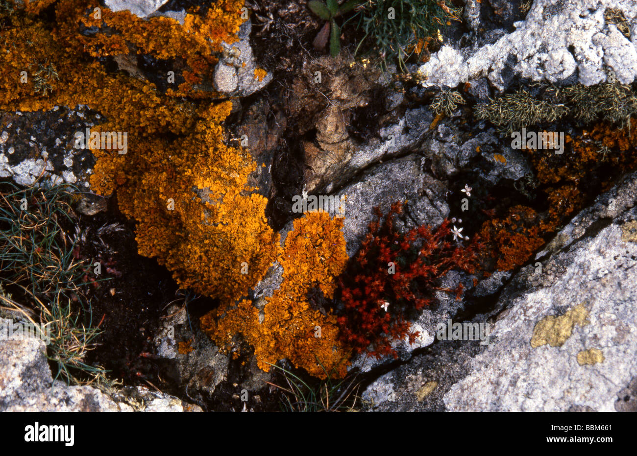 Yellow Lichen Growing on Granite Rocks, Cornwall Stock Photo