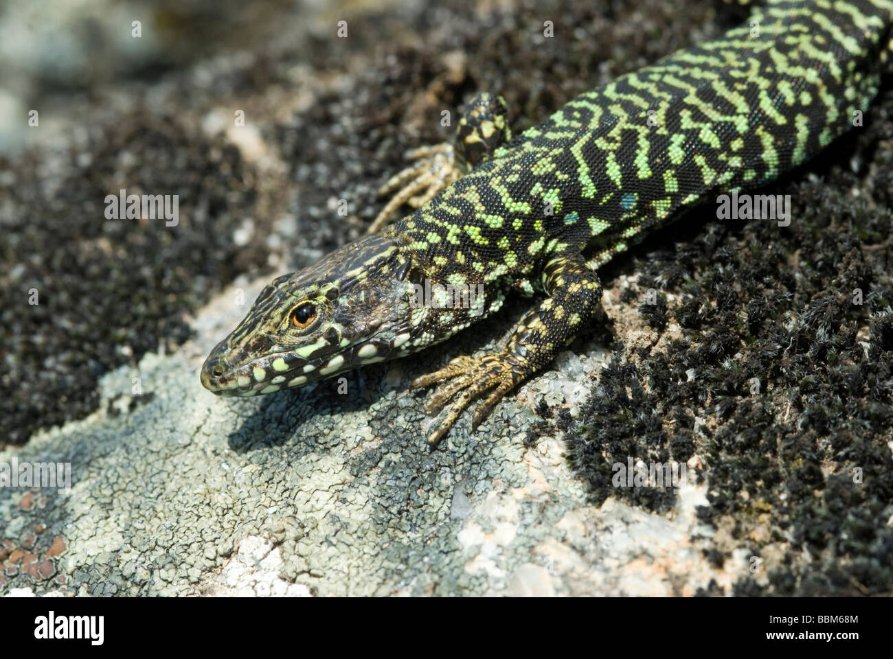 Wall Lizard (Podarcis muralis), Marciana, Elba Island, Italy, Europe Stock Photo