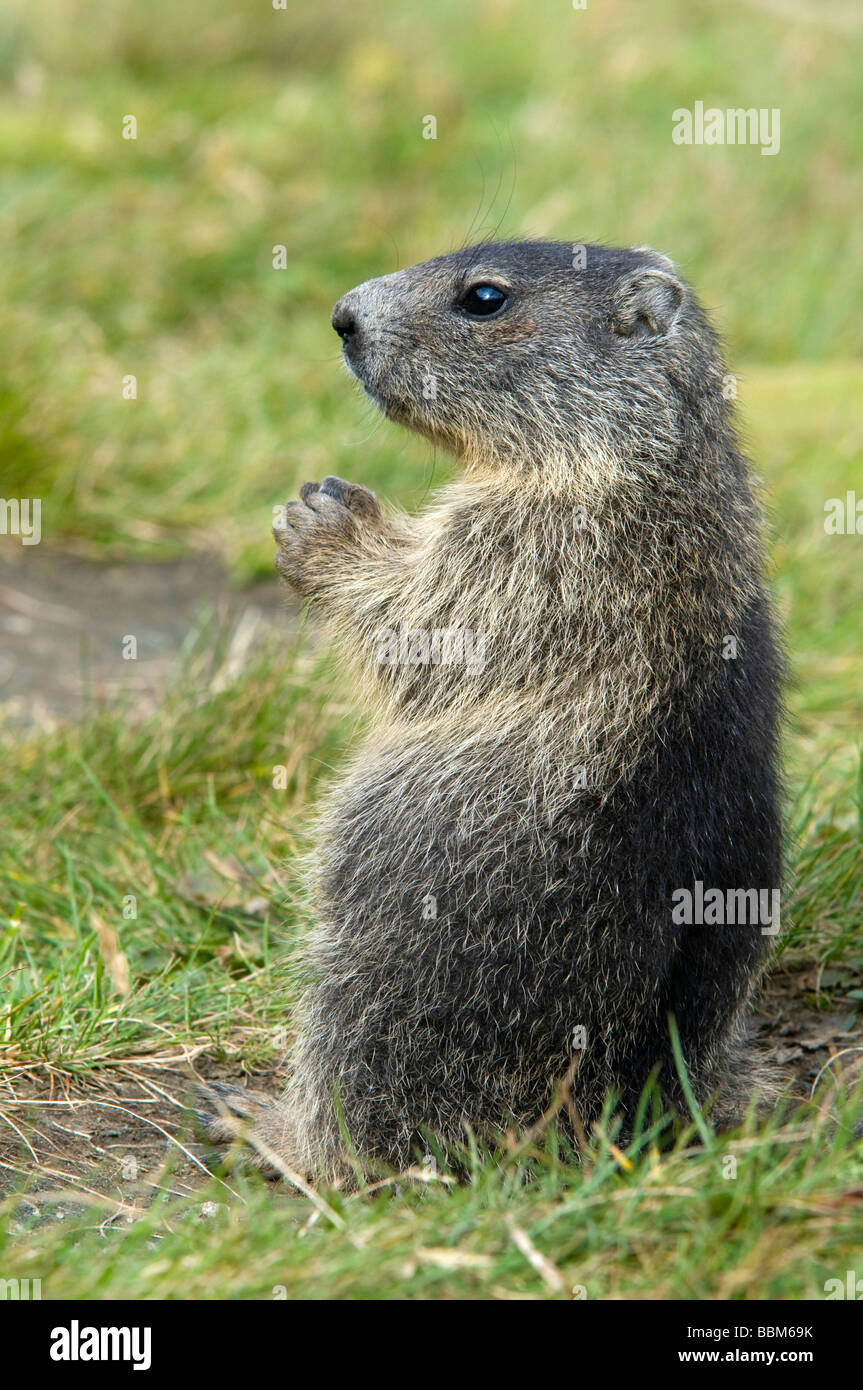 Alpine Marmot (Marmota marmota), Hohe Tauern National Park, Carinthia, Austria, Europe Stock Photo