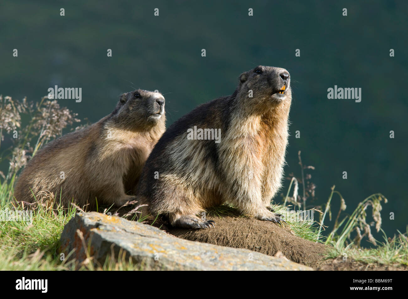 Alpine Marmot (Marmota marmota), Hohe Tauern National Park, Carinthia, Austria, Europe Stock Photo