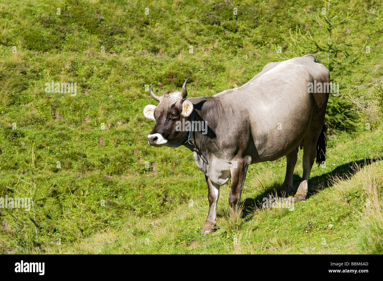 Cow on alpine pasture, Tyrolese Grey Cattle, Stoeckl-Alm, Navis, Wipptal Valley, Tyrol, Austria, Europe Stock Photo