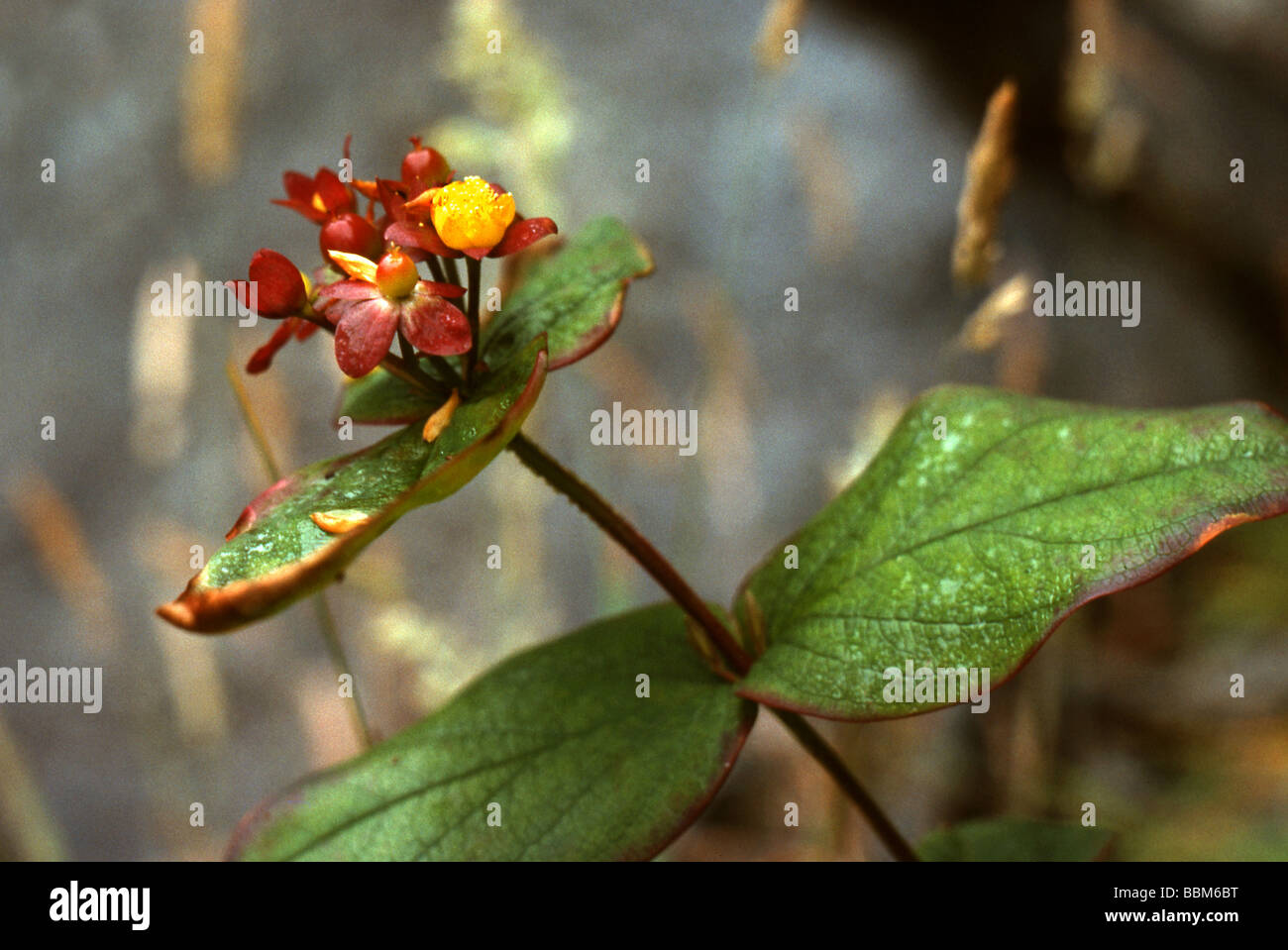 Tutsan, Hypericum androsaemum, Clusiaceae Stock Photo