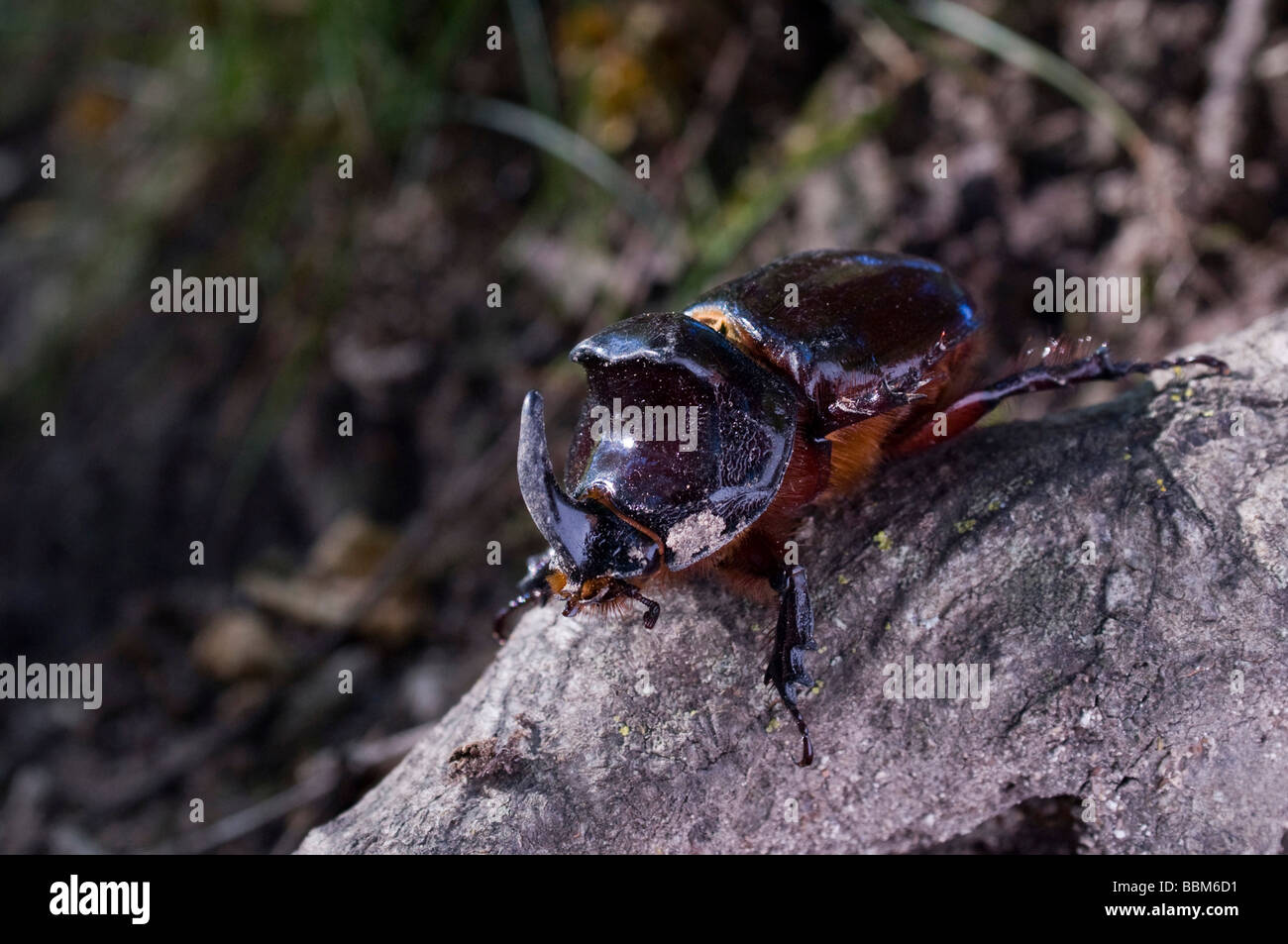 Rhinocerus Beetle (Oryctes nasicoris), Marmore Waterfalls, Umbria, Italy, Europe Stock Photo
