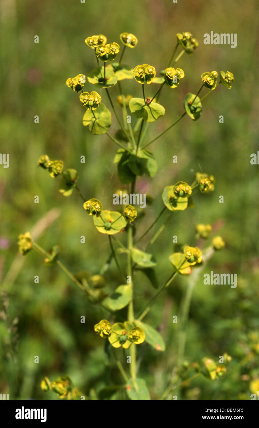 Wood Spurge, Euphorbia amygdaloides Stock Photo
