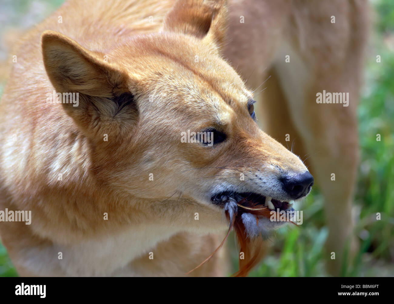 Australian Dingo Eating