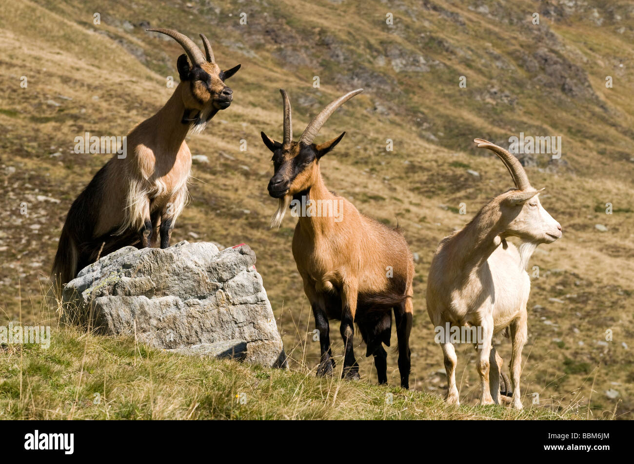 Passeirer mountain goats, Ober-Glanegg alpine pasture, Timmelsjoch ridge, Hinterpasseier, Bolzano-Bozen, Italy, Europe Stock Photo