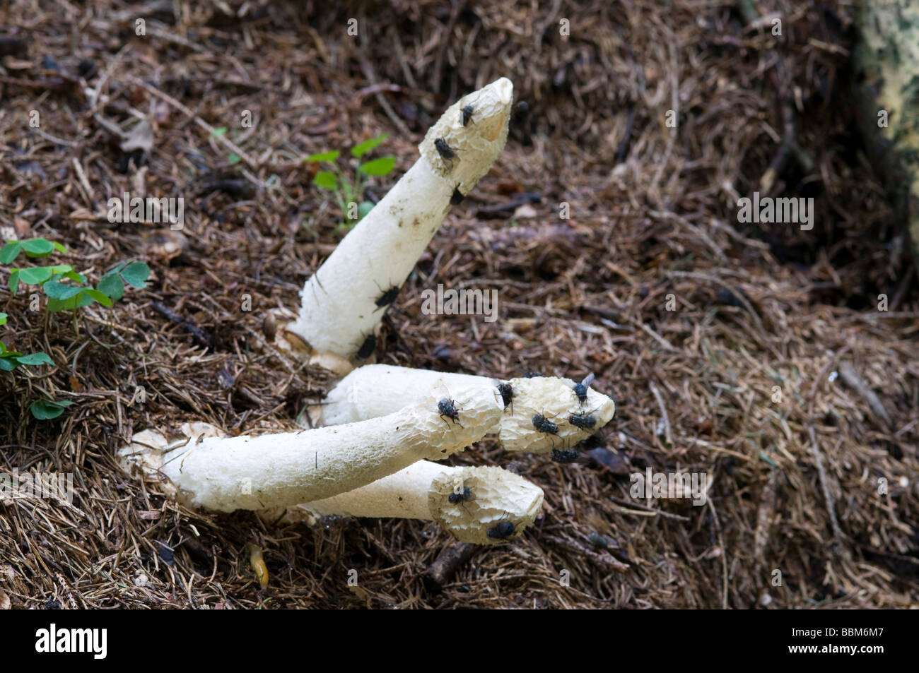 Stinkhorn (Phallus impudicus), Schwaz, Tyrol, Austria, Europe Stock Photo