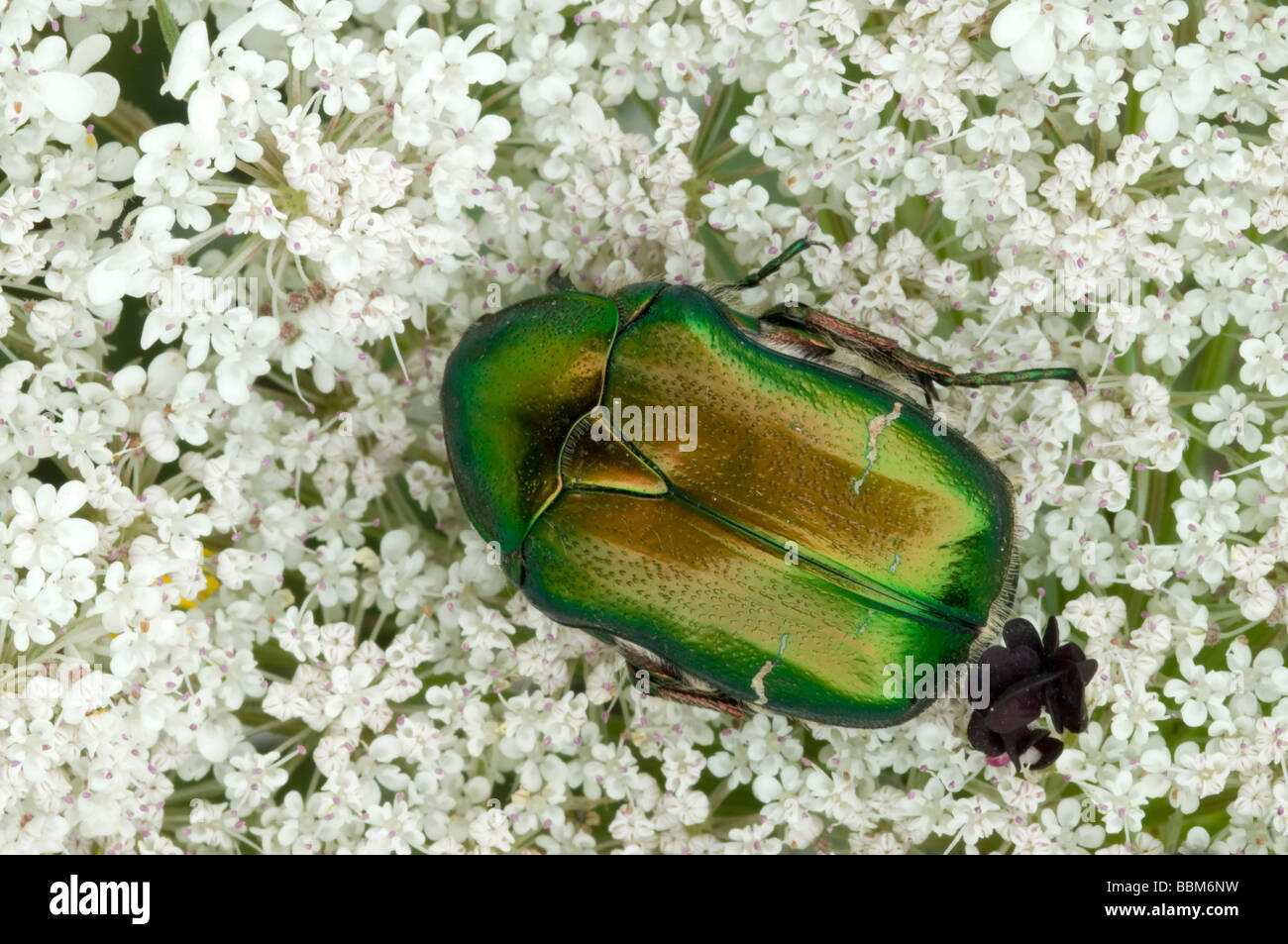 Rose Chafer (Cetonia aurata), Wild Carrot (Daucus carota), Elba Island, Italy, Europe Stock Photo